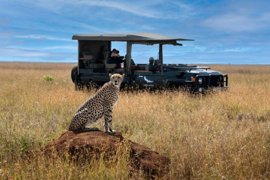 A cheetah spotted on a game drive in Kenya | Go2Africa