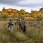 Embark on guided walking safaris through Suyian Conservancy.