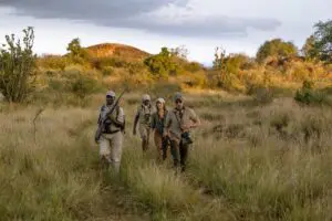 Embark on guided walking safaris through Suyian Conservancy.