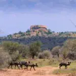 Discover rare wildlife such as African wild dogs.