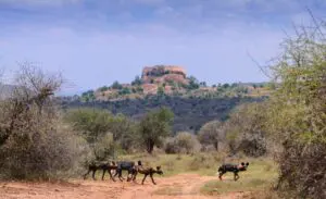 Discover rare wildlife such as African wild dogs.
