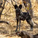 Spot rare wildlife such as African Wild Dogs.