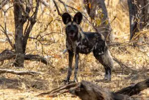 Spot rare wildlife such as African Wild Dogs.
