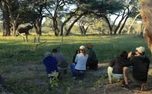 Embark on guided bush walks through the wilderness.