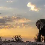 View an array of wildlife during twice daily game drives.