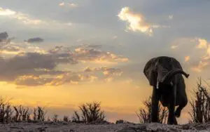 View an array of wildlife during twice daily game drives.