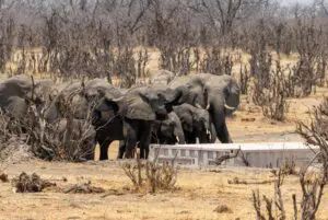 Watch elephants gather at the nearby watering hole.