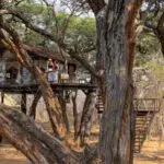 Experience unique suites in the treetops.