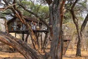 Experience unique suites in the treetops.