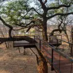 Walk along elevated walkways with the bush beneath.