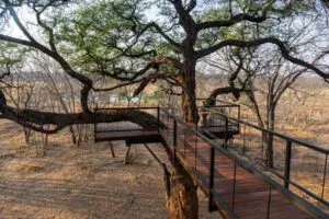 Walk along elevated walkways with the bush beneath.