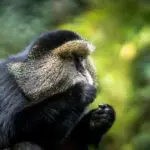 Track golden monkeys.