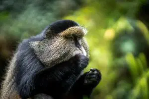 Track golden monkeys. 