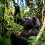 Discover Rwanda's mountain gorillas on private treks.