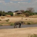 Watch wildlife gather at the waterhole in front of your villa.