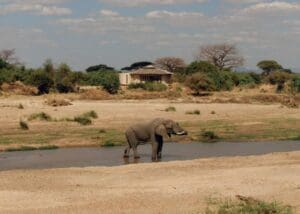 Watch wildlife gather at the waterhole in front of your villa.