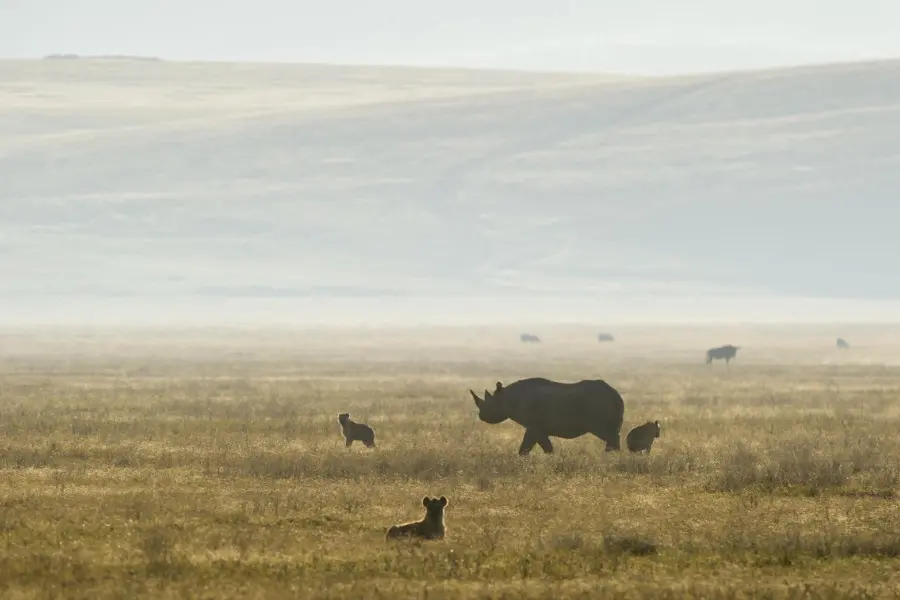 Rhino walking in open grassland with hyena in distance | Go2Africa
