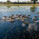 See lechwe dash across the waters.