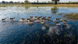 See lechwe dash across the waters.