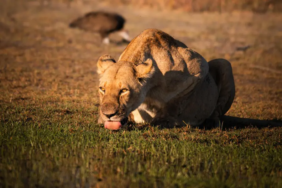 Lion resting on the savannah in soft morning light | Go2Africa