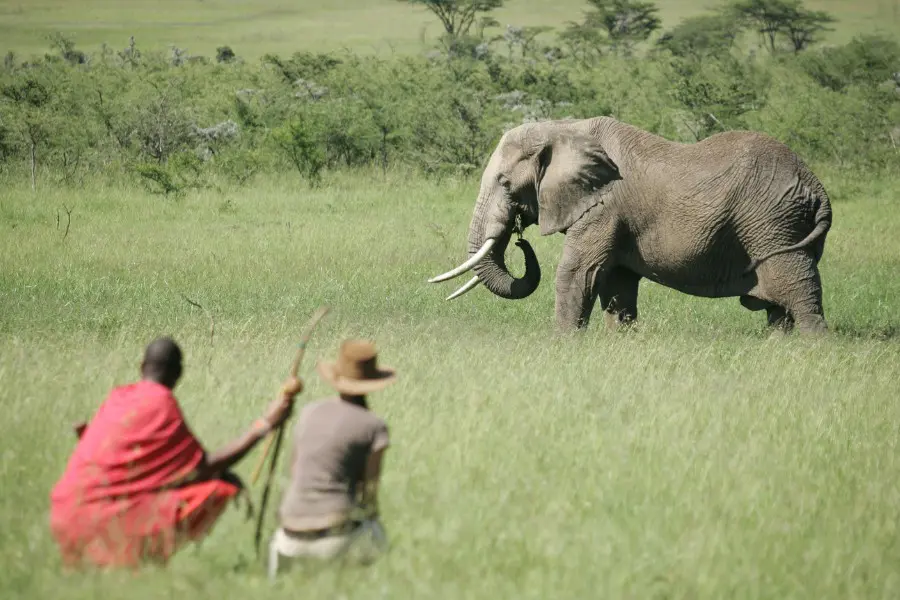 Guests on a guided walking safari in Naboisho Conservancy, Kenya | Go2Africa