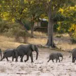 Spot an abundance of elephants in their natural habitat.