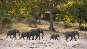 Spot an abundance of elephants in their natural habitat. 